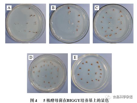 藏饰品与硅片检测显微镜的区别