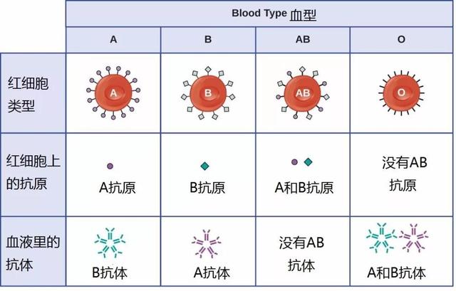 血型怎么看是不是自己的孩子