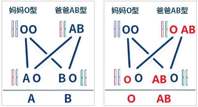 从血型可以亲子鉴定吗